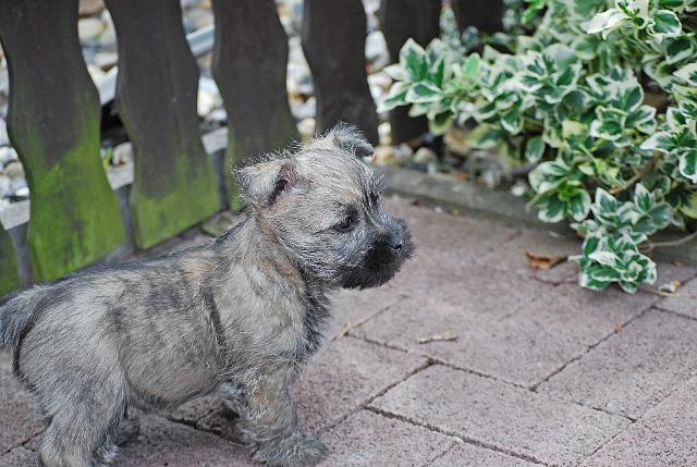 Fynn als Welpe 061.jpg